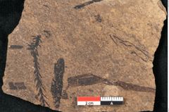 Foto (Detailansicht) von Sequoia hardtii Endl. (NHMW-GEO-2024-0188-8249)